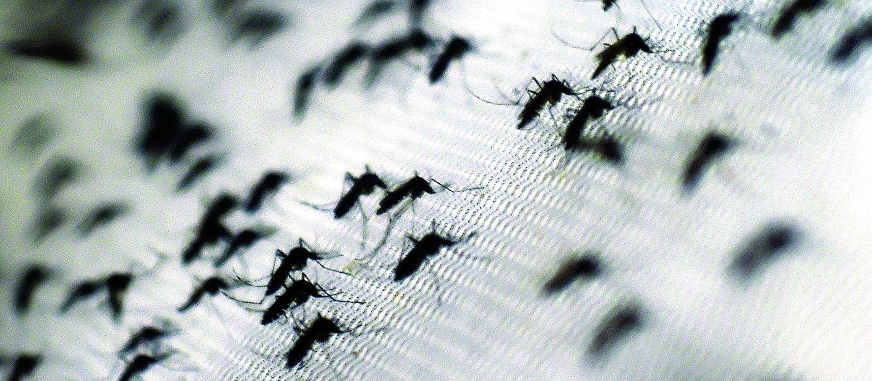 Segundo boletim semanal, Maringá tem 1.628 casos de dengue