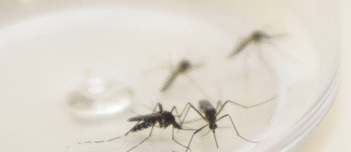 Maringá está com 11.653 casos de dengue