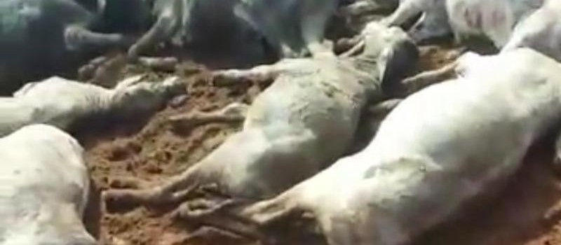 Raio mata pecuarista e várias cabeças de gado em Loanda; vídeo