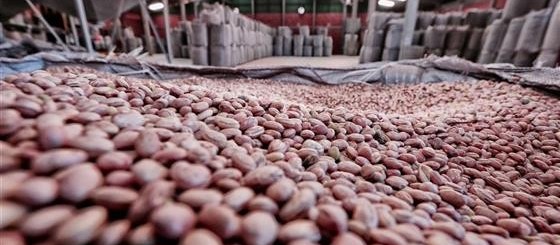 Preço do feijão tem aumento no Paraná