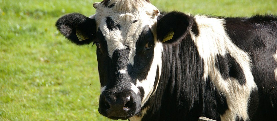 Vaca gorda custa R$ 170 a arroba em Londrina 