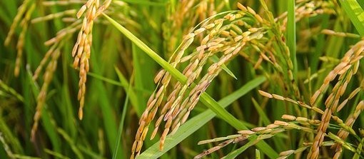 Comercialização do arroz  segue lenta 