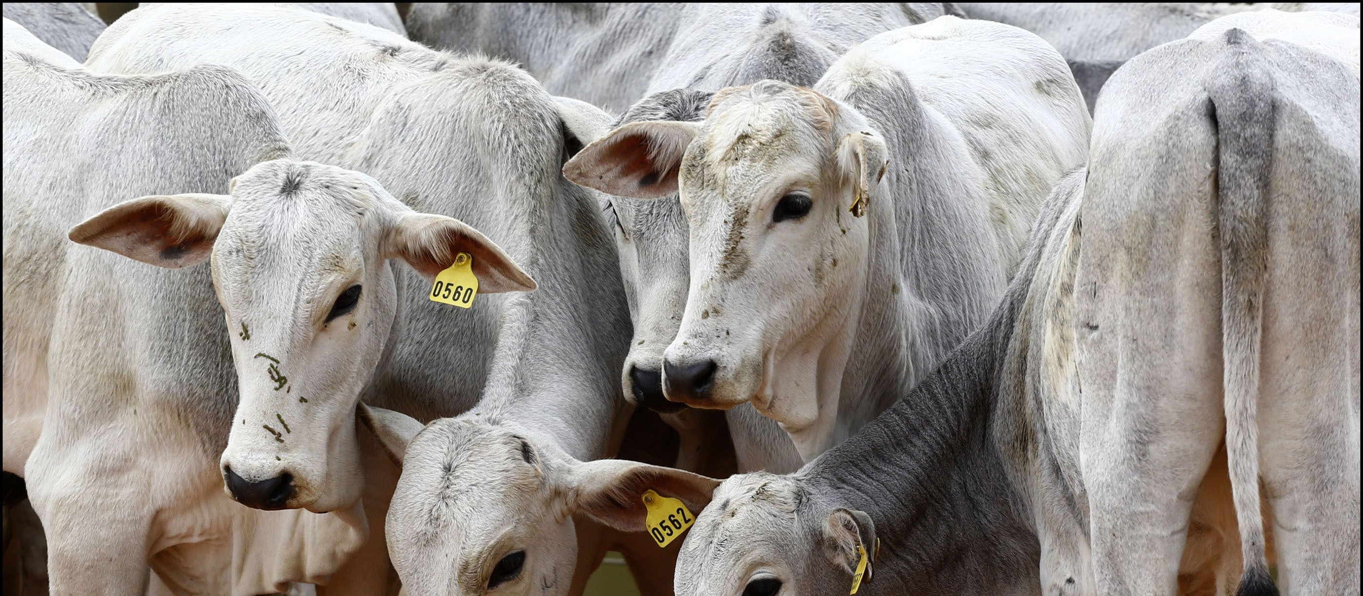 IAP regulamenta empreendimentos rurais na bovinocultura