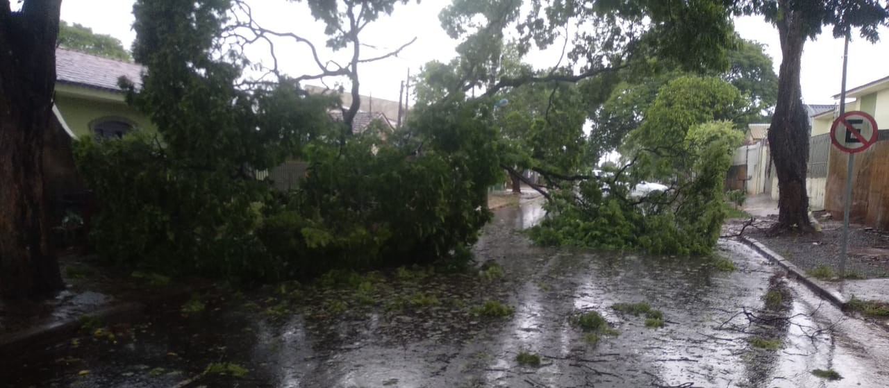 Das 30 árvores que caíram em Maringá, oito atingiram casas e veículos