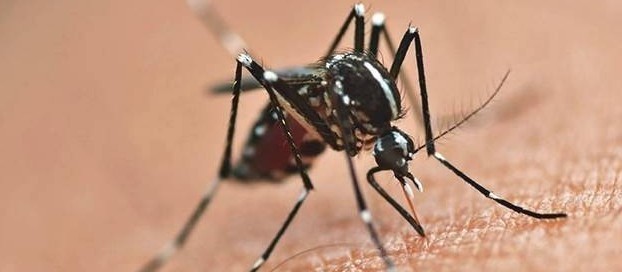 15ª Regional de Saúde tem 151 casos de dengue confirmados