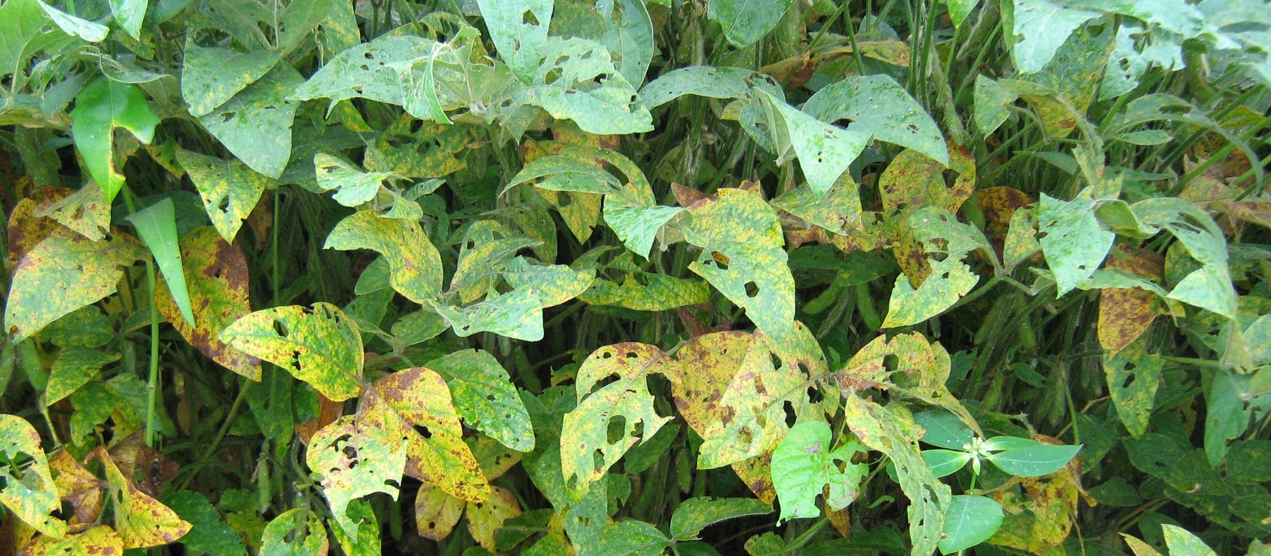Doenças foliares começam a aparecer em lavouras de soja
