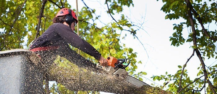 Duas empresas vencem licitação para o corte de árvores em Maringá
