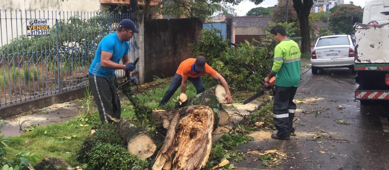 Quedas de árvores geram R$ 508 mil em prejuízos aos cofres públicos