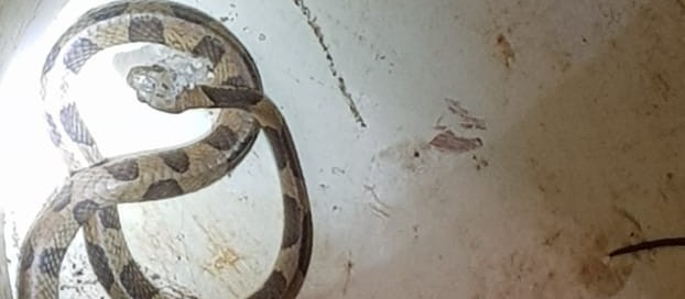 Moradora encontra cobra debaixo de geladeira em Maringá 