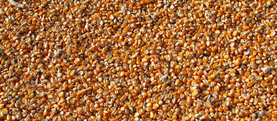 Finalizada colheita da soja, safra de milho ganha ritmo