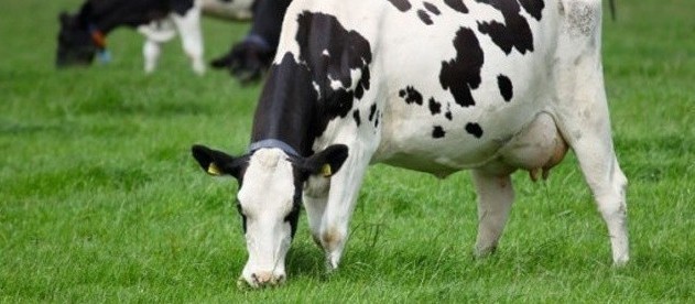 Vaca gorda custa R$ 170 a arroba em Londrina