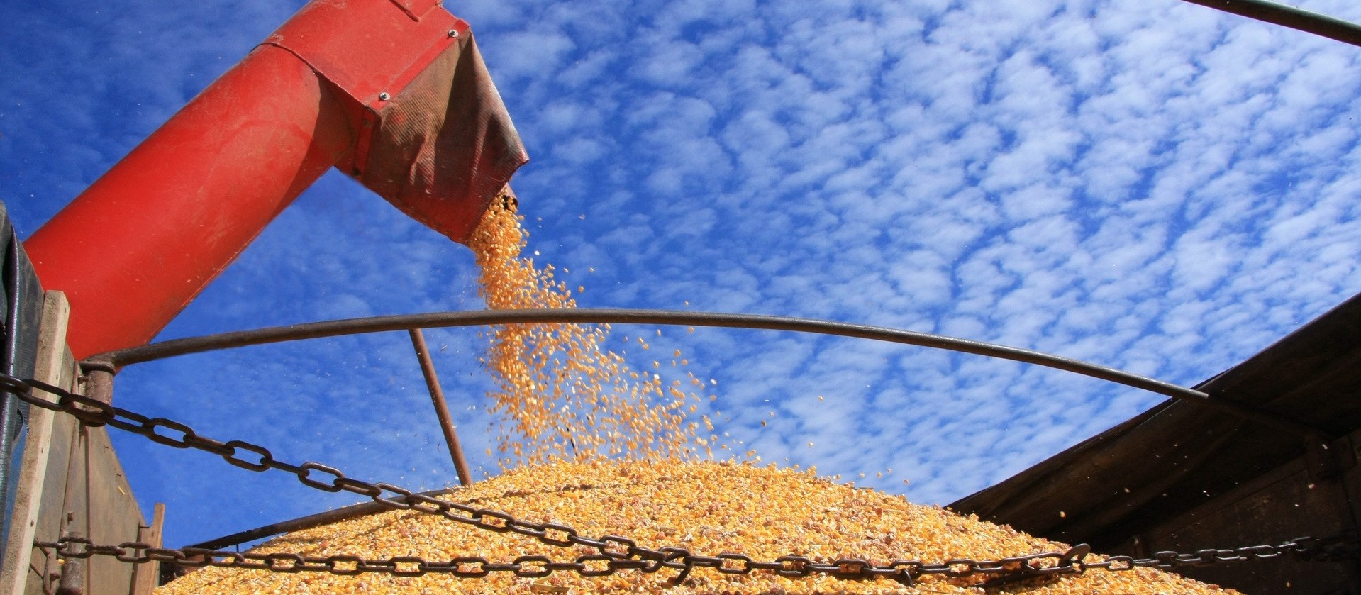 Colheita da soja chega a 74% no Paraná