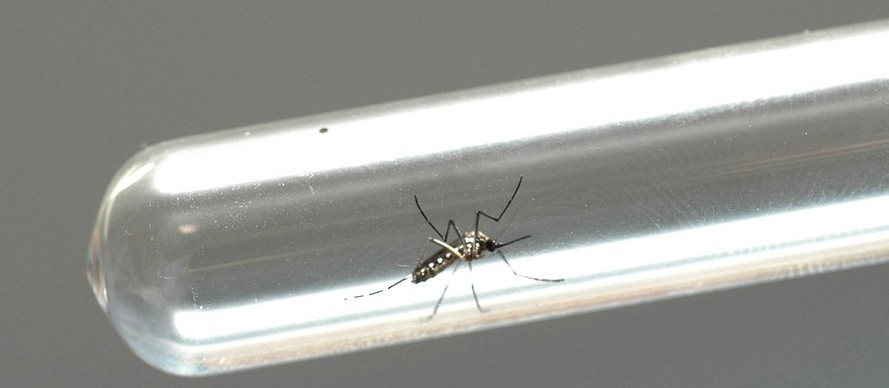  Maringá registra 41 casos de dengue em uma semana; total chega a 747