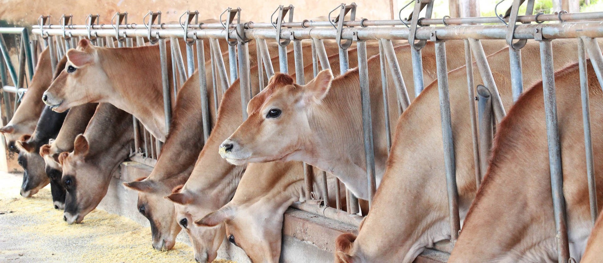 Pandemia prejudica exportações de bovinos em pé