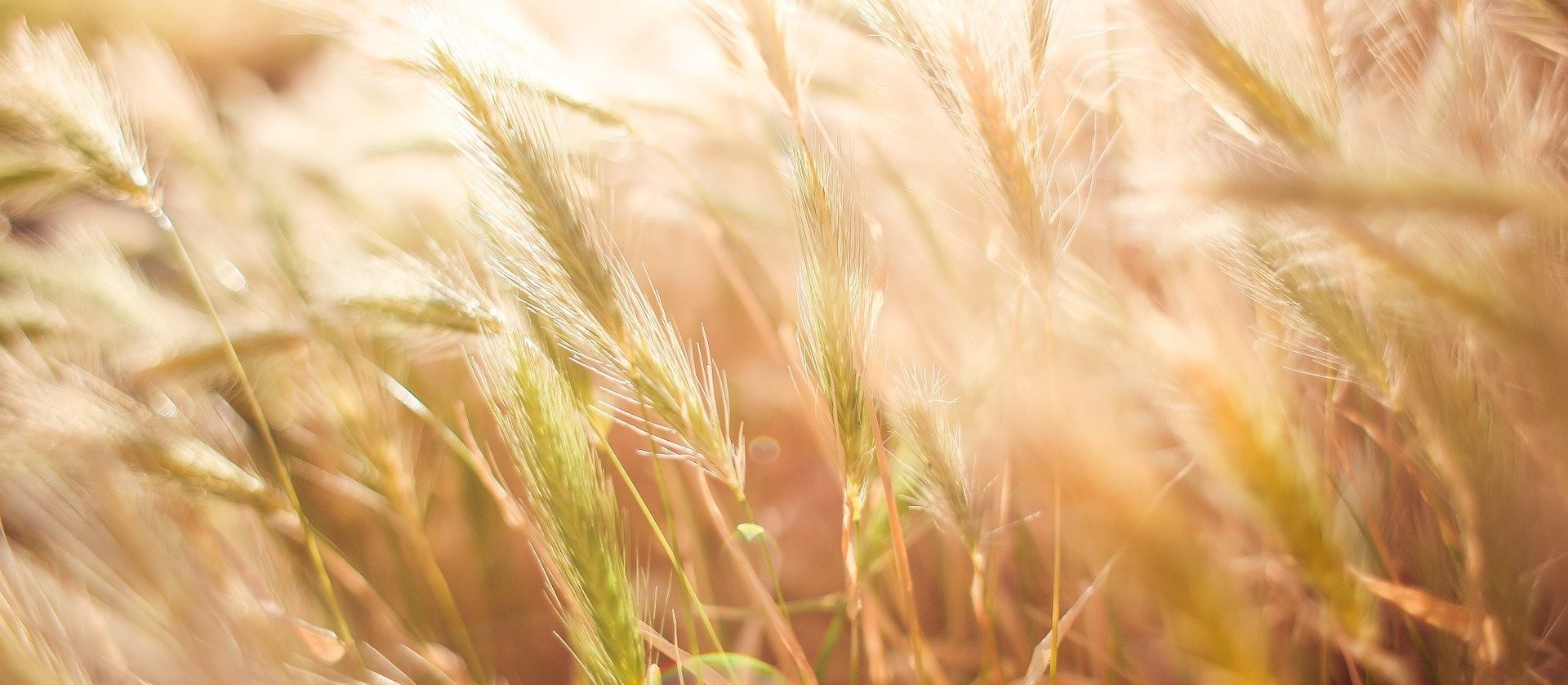 As colheitas do trigo e aveia no Paraná estão praticamente finalizadas