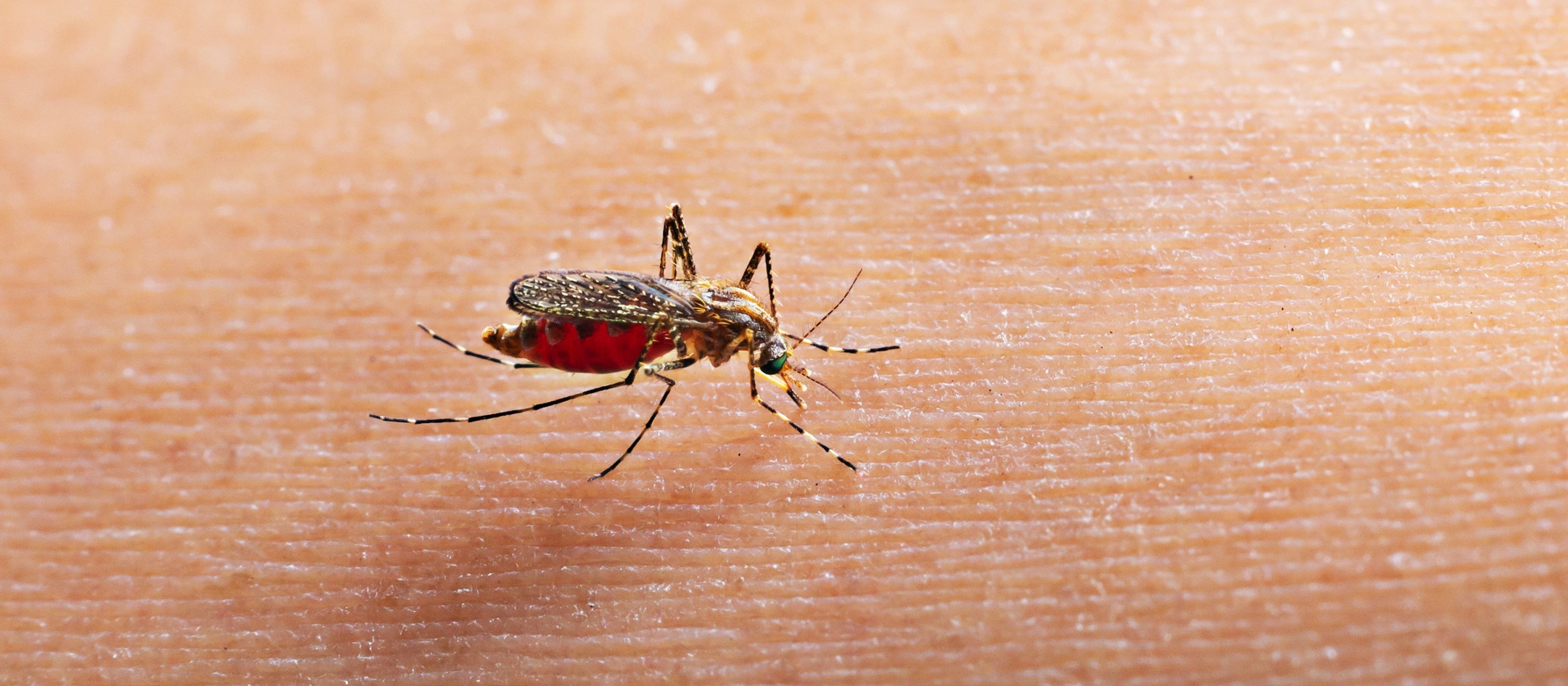Três regiões de Maringá estão em risco alto para a dengue, aponta Lira