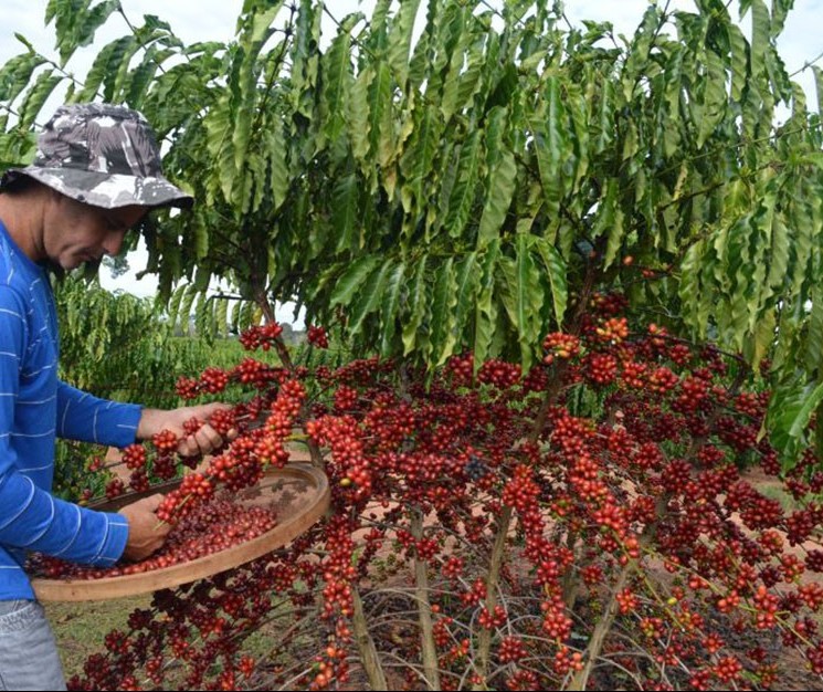 Tempo seco facilita colheita de café no Paraná