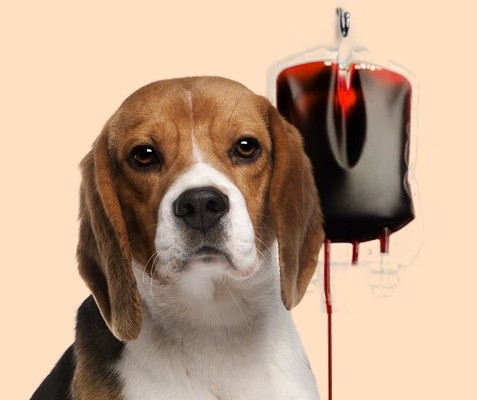 Você sabia que cães e gatos podem fazer transfusão sanguínea? 