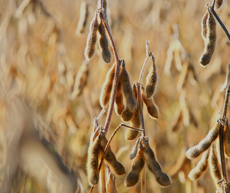 Perspectiva é de preços de soja firmes até o fim do ano, diz Scot Consultoria