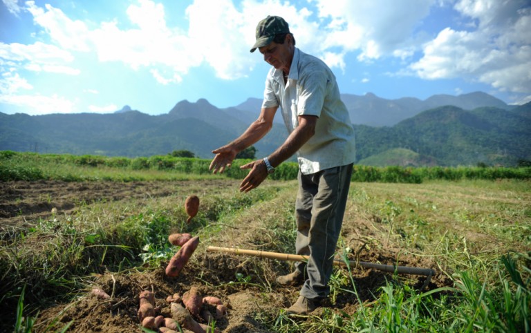 Dia do Agricultor é celebrado neste dia 28 de julho
