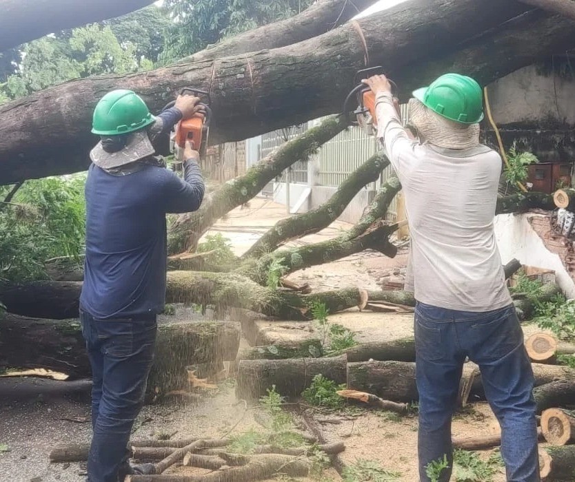 Mais de 1800 árvores com laudo podem ser cortadas por particulares em Sarandi 