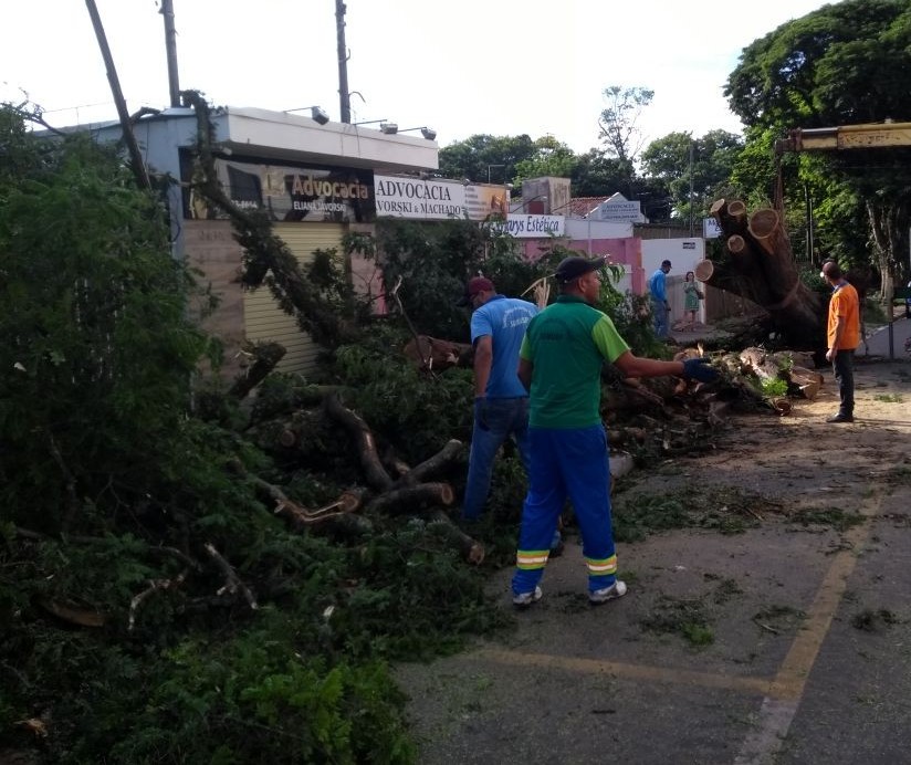 10 árvores caem em Maringá