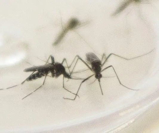 Maringá confirma a sétima morte por dengue; veja o perfil da vítima