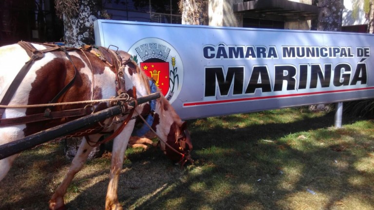 Projeto que proíbe trânsito de veículos com tração animal em Maringá é aprovado por 8 votos a 5