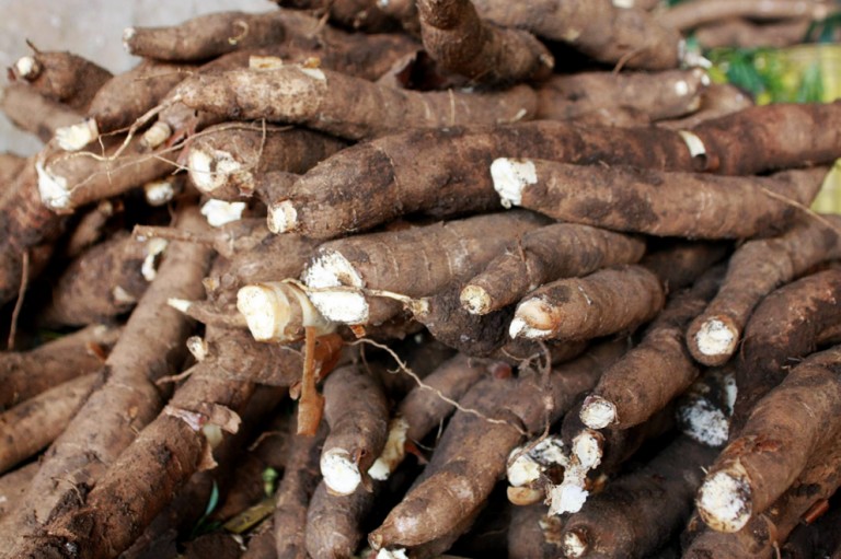 Produtores de raíz de mandioca adiam vendas esperando por melhores preços