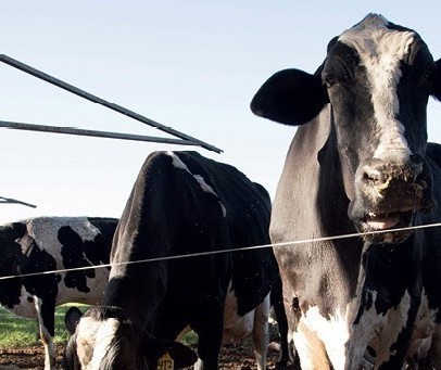 Vaca gorda custa R$ 137 a arroba em Maringá