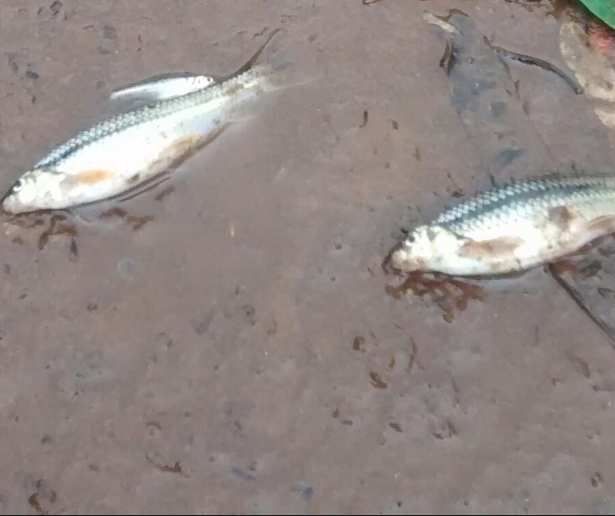Laudo do IAP aponta que morte de peixes no final de setembro foi causada por poluição