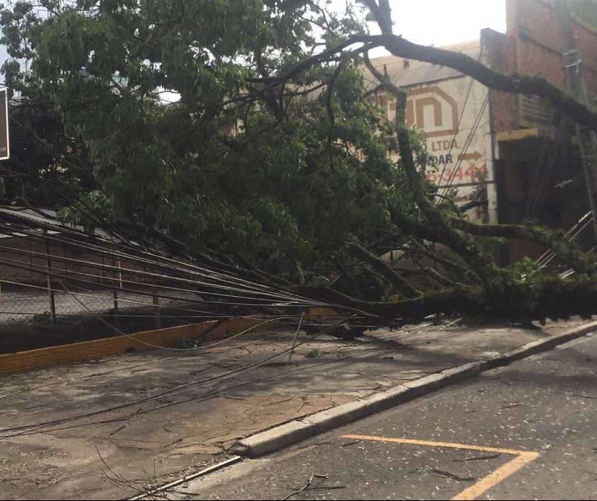 Árvore caída na Avenida Carneiro Leão deixa comércio e fábricas sem energia
