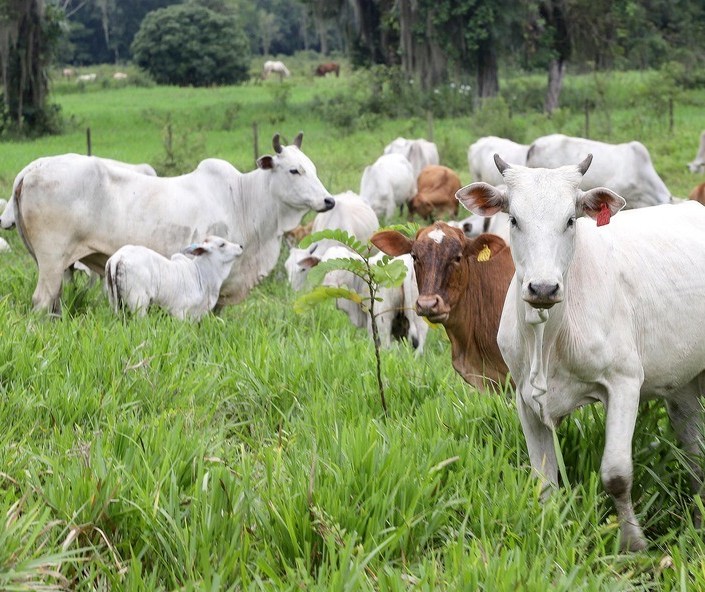 Baixa oferta de gado para reposição sustenta preços recordes, diz Cepea