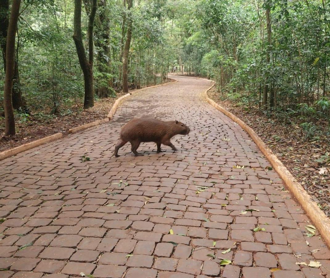Parque do Ingá completa 54 anos com rica biodiversidade