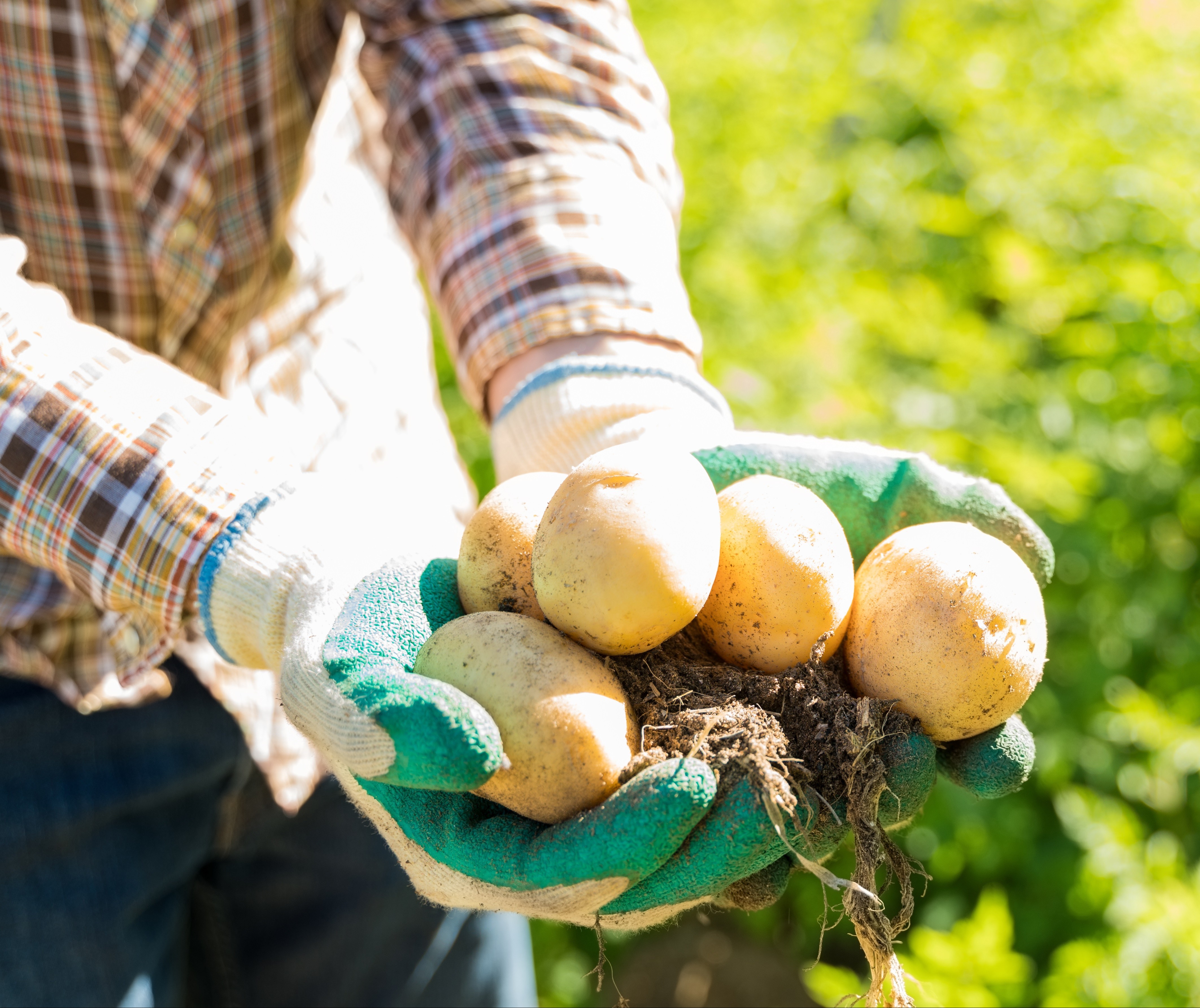 Colheita da segunda safra de batatas no estado está em 78%, diz Deral
