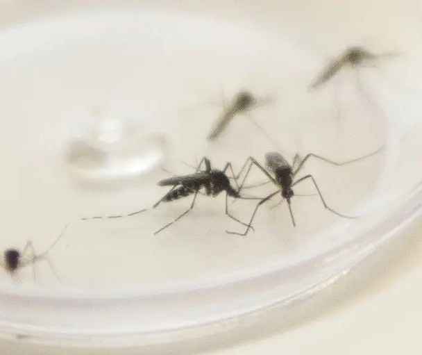 Sesa confirma duas mortes por dengue em Apucarana