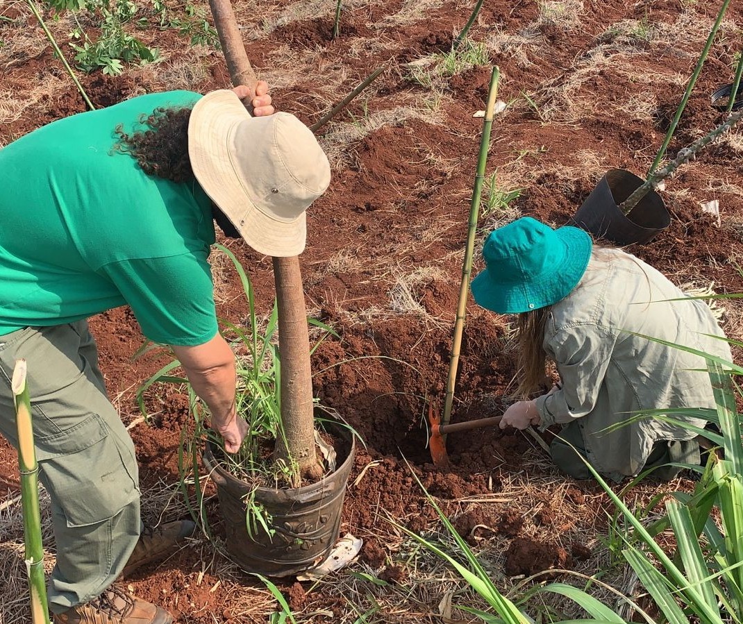 Plantio de 200 mudas nativas vai ajudar a recuperar o fundo de vale do córrego Mandacaru
