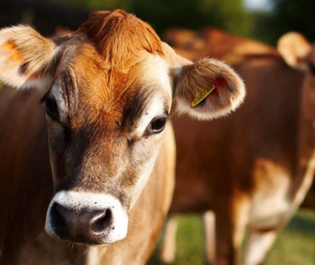 Produção de leite chega a 36 litros por dia ficando em 7º lugar nos EUA