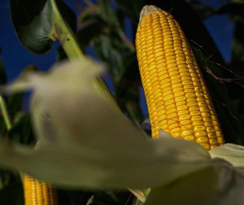 Produção de milho verão tem projeção reduzida para 23,7 milhões de toneladas