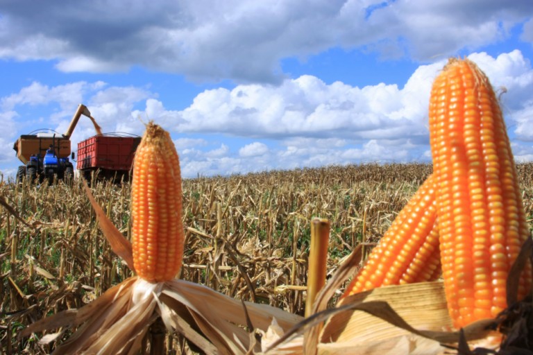Preços agrícolas oscilam no Paraná