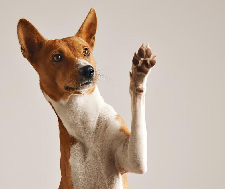 Adaptação antes de hospedagem evita sentimento de “luto” em cães