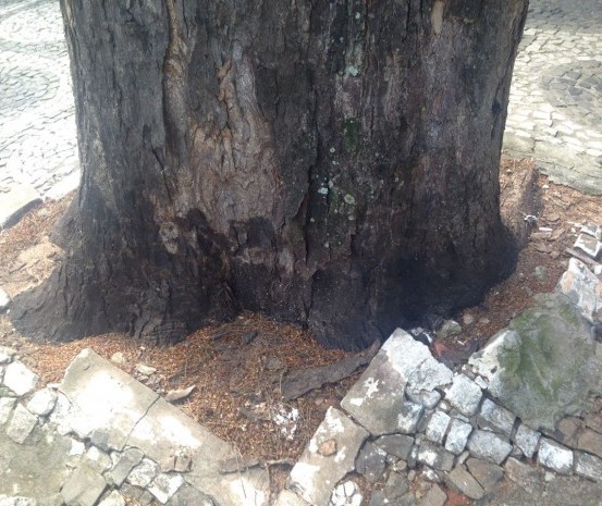 Morte rápida de cinco árvores em Umuarama vira caso de polícia