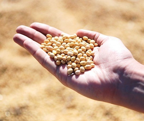 Embrapa lança nova semente de soja resistente a ferrugem