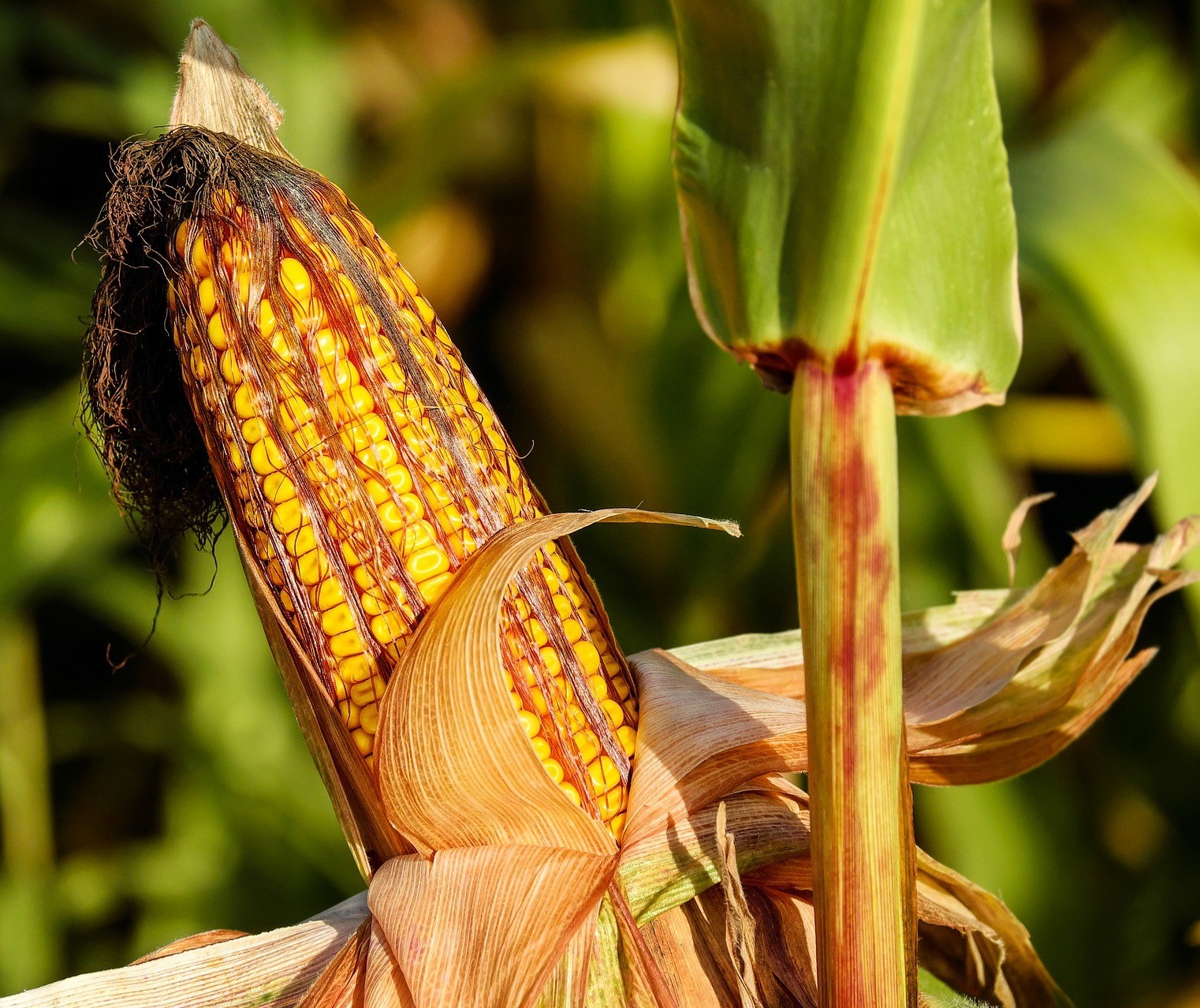 USDA vê safras recorde de milho e soja no Brasil em 2020/21