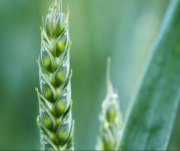 Agromitômetro mede os mitos da agricultura no país