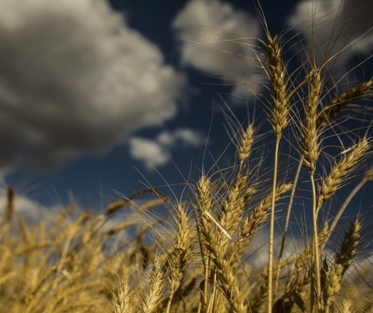 Cientista japoneses criam variedade de trigo resistente à chuva
