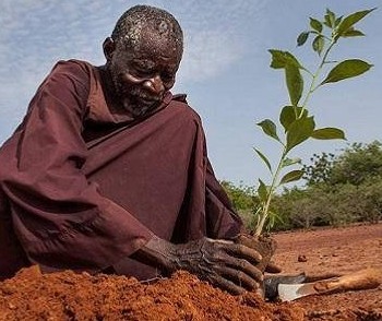 Agricultor ganha 'Nobel alternativo' por plantar árvores em deserto