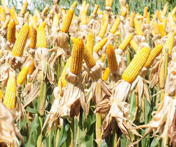 Brasil deverá colher 66,22 mi de toneladas de milho safrinha