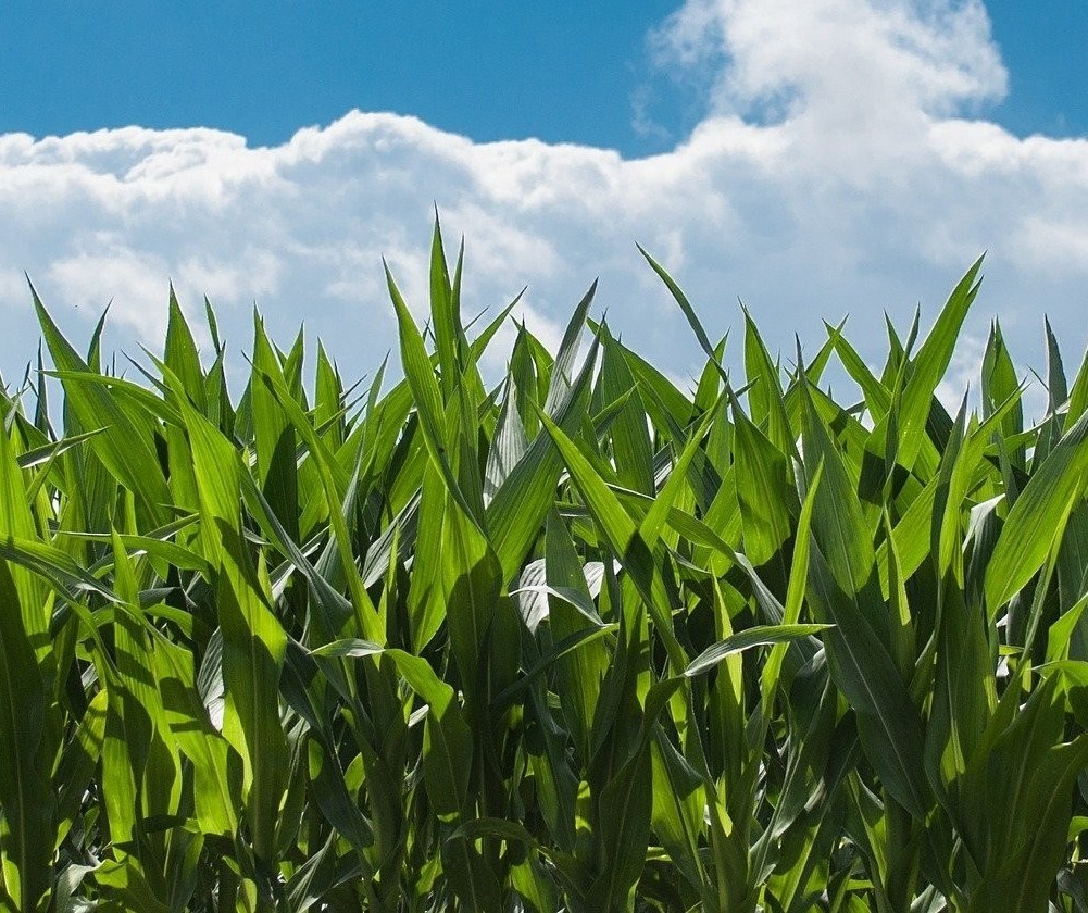 Colheita do milho atinge 45% da área
