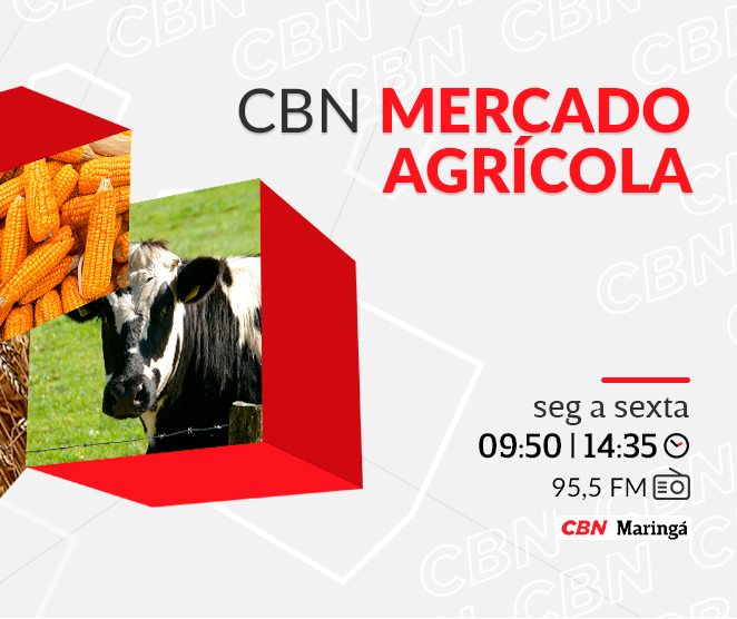 Preço da saca do trigo segue em R$ 64,00